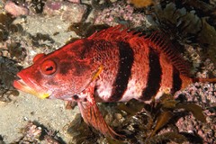 Hypoplectrodes nigroruber