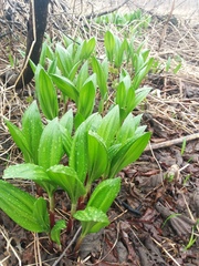 Allium ochotense