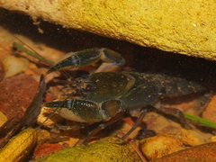 Engaeus quadrimanus
