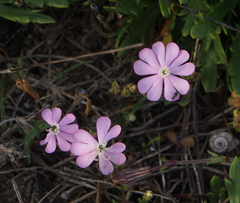 Silene colorata