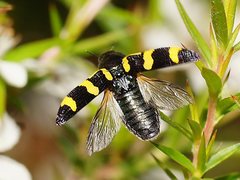 Castiarina rectifasciata
