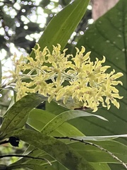 Gomesa crispa, photograph (c) Emma Walker, some rights reserved (CC BY)