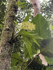 Gomesa crispa, photograph (c) Emma Walker, some rights reserved (CC BY)