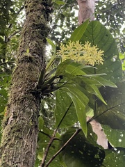 Gomesa crispa, photograph (c) Emma Walker, some rights reserved (CC BY)