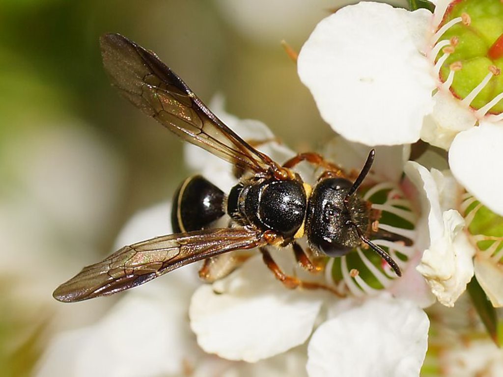 Lasioglossum tertium