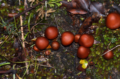 Aureonarius rubrodactylus