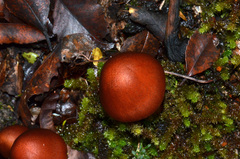 Aureonarius rubrodactylus