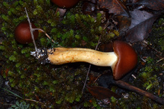 Aureonarius rubrodactylus
