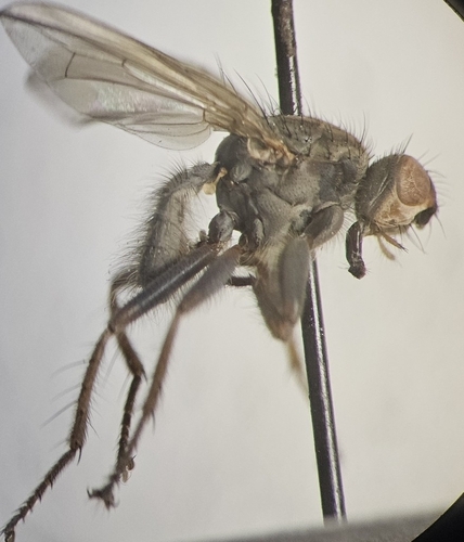 Scathophaga frigida