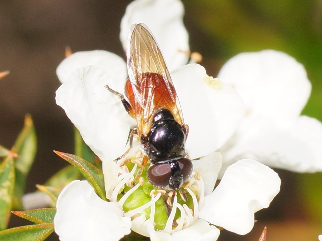 Psilota rubra