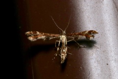 Oxyptilini