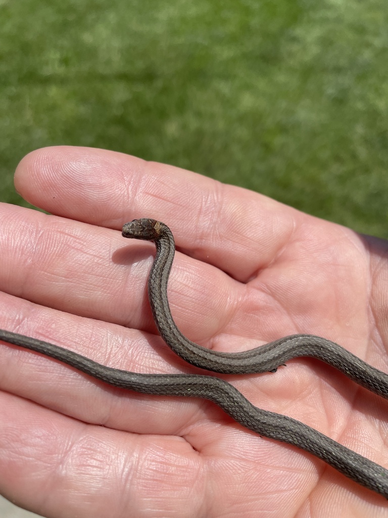 Red-bellied Snake from SW 58th St, Owatonna, MN, US on June 24, 2024 at ...