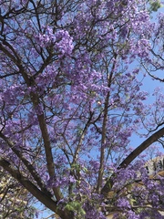 Jacaranda mimosifolia