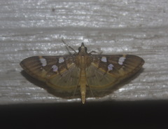 Cotachena pubescens