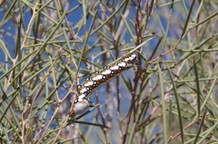 Psalidostetha banksiae