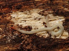 Fletchamia mediolineata