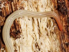 Fletchamia mediolineata