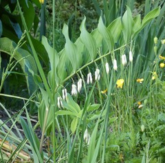 Polygonatum × hybridum
