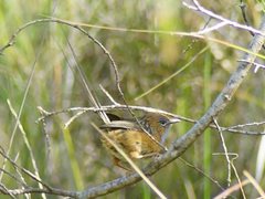 Stipiturus malachurus