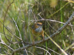 Stipiturus malachurus