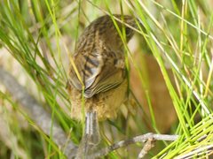 Stipiturus malachurus