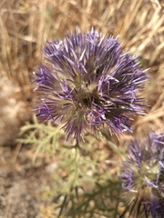 Echinops strigosus