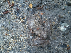 Lithobates sylvaticus