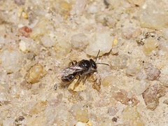 Lasioglossum calophyllae