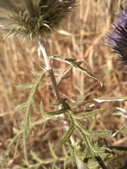 Echinops strigosus