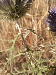 Echinops strigosus