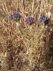 Echinops strigosus