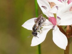Lasioglossum calophyllae