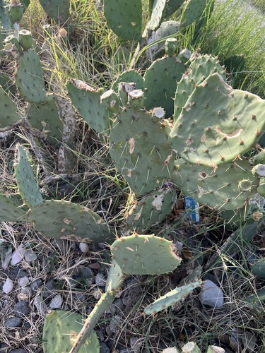 sweet pricklypear (Opuntia dulcis)