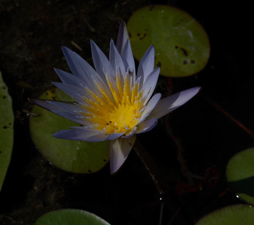 Nymphaea nouchali var. caerulea image