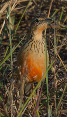 Macronyx ameliae altanus