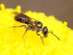 Lasioglossum sphecodoides