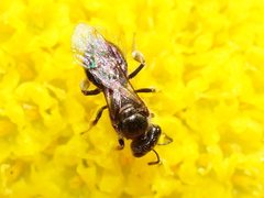 Lasioglossum sphecodoides