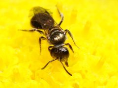 Lasioglossum sphecodoides