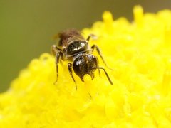 Lasioglossum sphecodoides