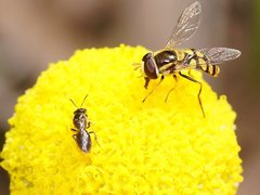 Lasioglossum sphecodoides