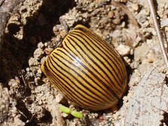 Paropsisterna intacta