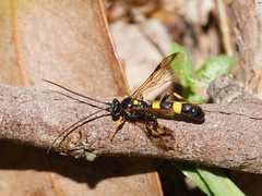 Drepanoctonus bifasciatus
