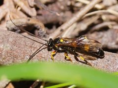 Drepanoctonus bifasciatus
