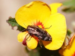 Diphucrania acuducta