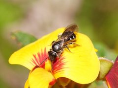 Lasioglossum calophyllae
