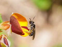 Lasioglossum calophyllae