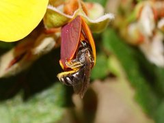 Lasioglossum calophyllae