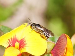 Lasioglossum calophyllae