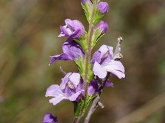 Euphrasia collina