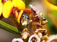 Lasioglossum calophyllae